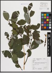 Foto von Salix caprea L.
